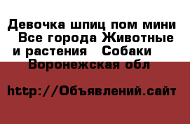 Девочка шпиц пом мини - Все города Животные и растения » Собаки   . Воронежская обл.